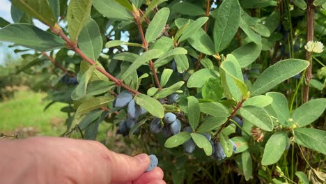 hand picking ripe blue honeysuckle berry from an overgrown bush