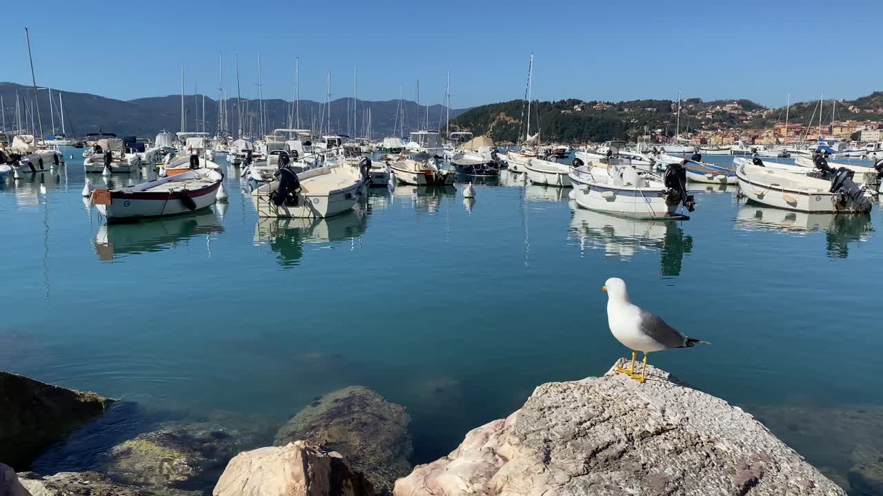 gaviota sobre una roca