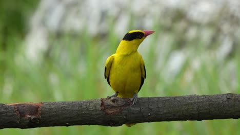 black-naped oriole, oriolus chinensis is a passerine bird with bright golden yellow plumage, perching on a horizontal wood log, curiously wondering around its surroungin environment, close up shot