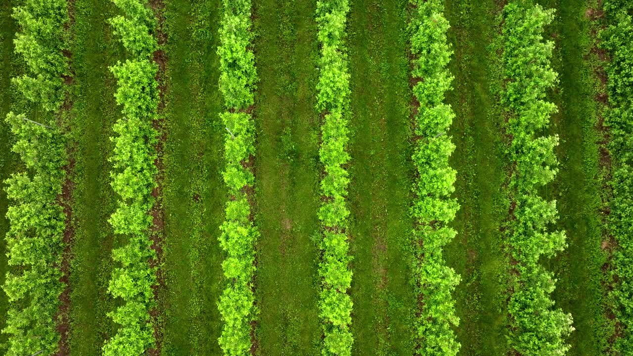 vista aérea de una plantación de frutas con un huerto de manzanas en tierras agrícolas