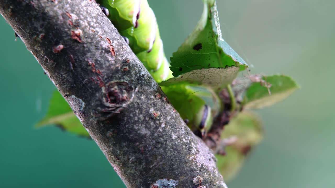 나무 가지 주위를 기어 다니는 privet hawk 나방 애벌레