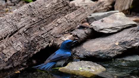 El-Papamoscas-Azul-De-Indochina-Se-Encuentra-En-Los-Bosques-De-Las-Tierras-Bajas-De-Tailandia,-Conocido-Por-Sus-Plumas-Azules-Y-Su-Pecho-De-Naranja-A-Blanco