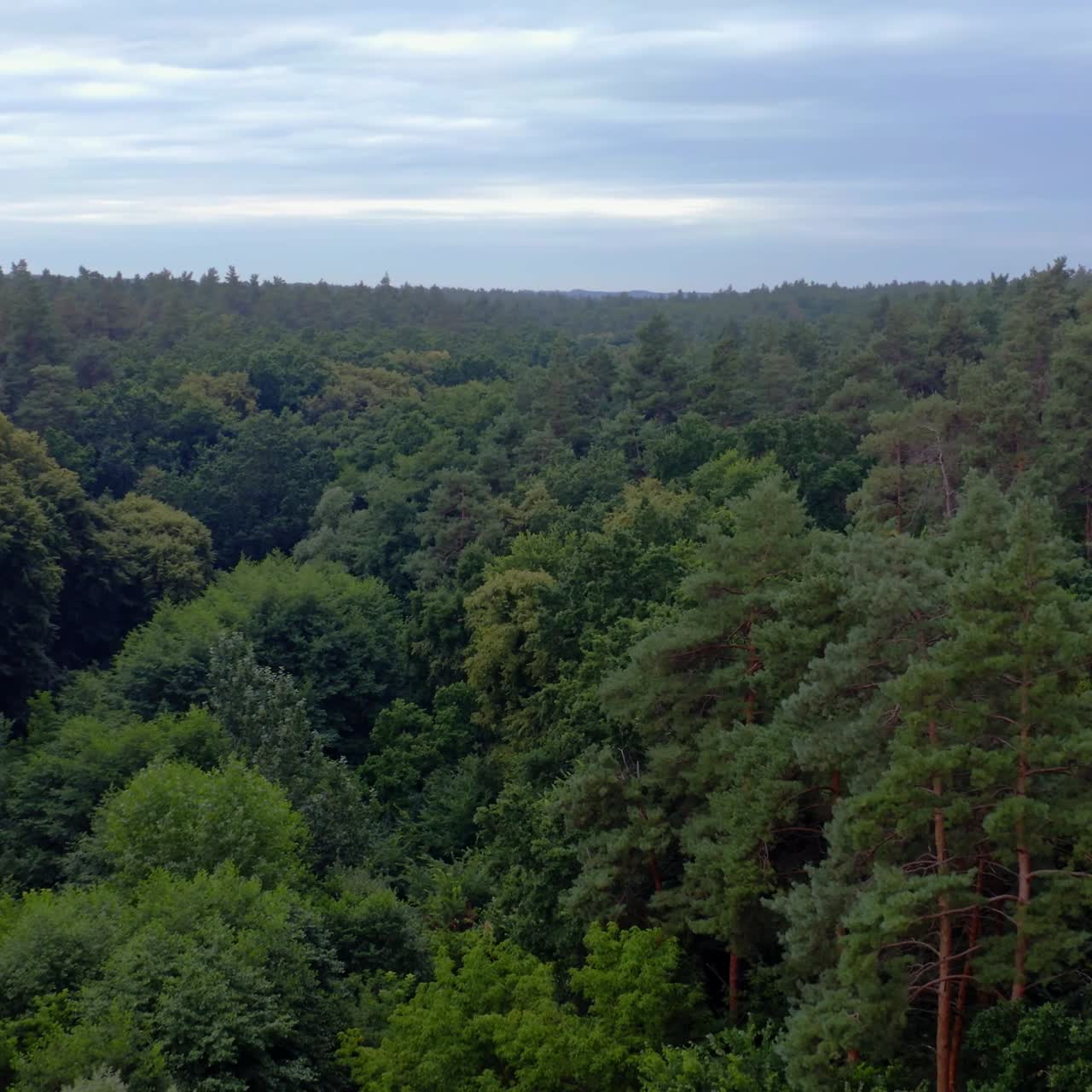 Forest in the morning. Tops of green trees. Nature landscape. Panoramic view of a woodland under the blue sky. Camera rising up. Aerial view.