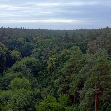forest in the morning. tops of green trees. nature landscape. panoramic view of a woodland under the blue sky. camera rising up. aerial view.