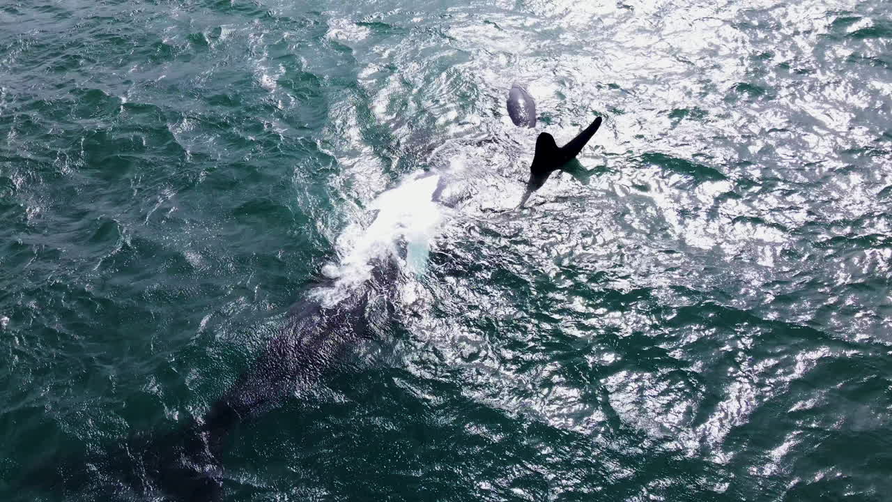 송아지가 역할을 맡아 어미에게 코를 비비는 귀여운 고래의 상호작용
