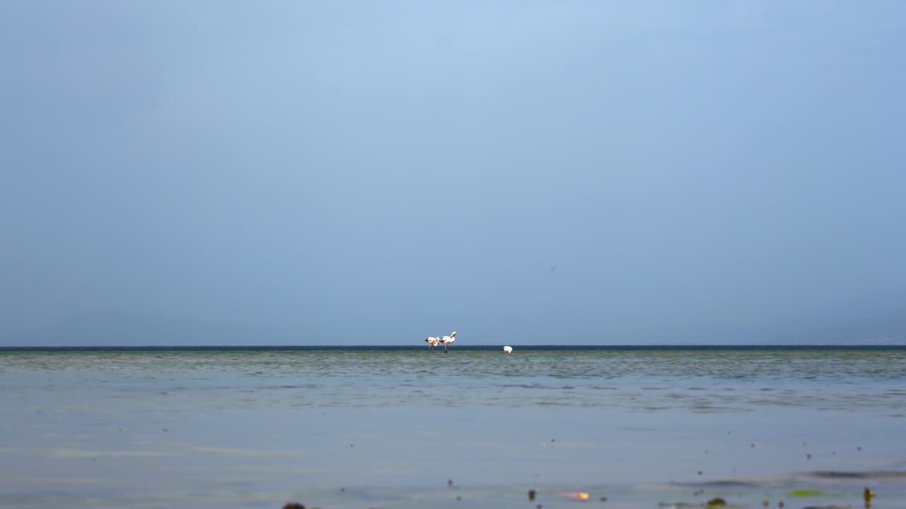 오흐리드 호수에서 음식을 찾는 잔잔한 호수 표면의 수평선에 있는 플라밍고