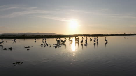 Langsame-Schwenkaufnahme-Von-Silhouetten-Von-Pelikanen,-Die-Im-Seichten-Wasser-Vor-Dem-Sonnenuntergang-Stehen