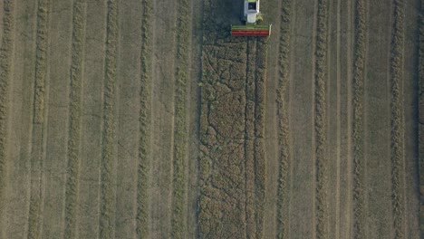 A-Farmer-harvesting-his-plants-to-produce-food-for-his-animals