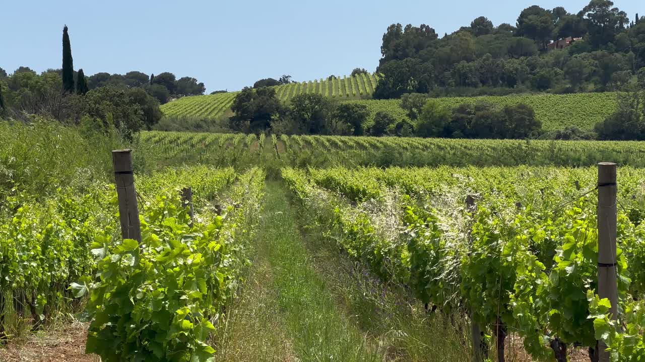 fila de plantas de viña en crecimiento en el campo durante un día soleado