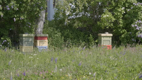 Abejas-De-Trabajo-Volando-Alrededor-De-Coloridas-Colmenas-De-Madera-En-Praderas-Con-Hierba-Alta-Y-Flores-Silvestres