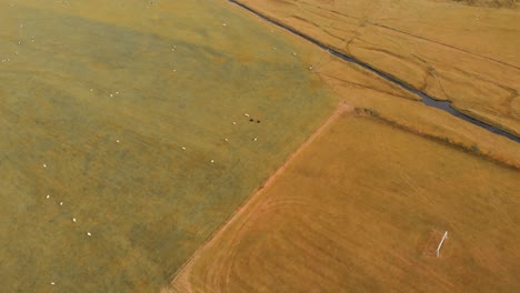 green and yellow pastures with small stream and grazing sheep, iceland