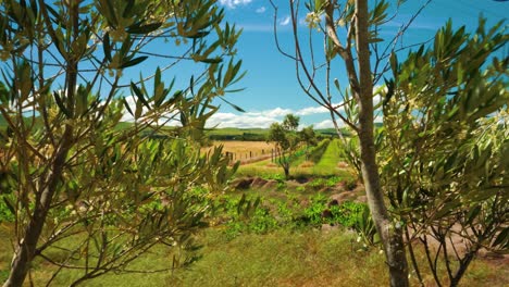 reval shot of a farming field with vineyards through a branch of an olive tre