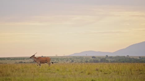 Slow-Motion-Shot-of-Topi-running-across-the-beautiful-lush-african-landscape,-mountains-in-the-background-on-the-empty-savannah-savanna,-African-Wildlife-in-Masai-Mara
