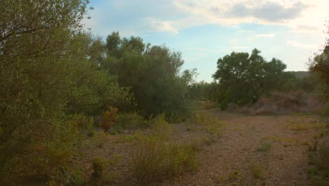 Ländliche-Landschaft-Mit-Olivenbaumfeld-Im-Sommer