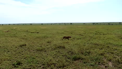 lioness walking in slow motion on the green african plains of the serengeti