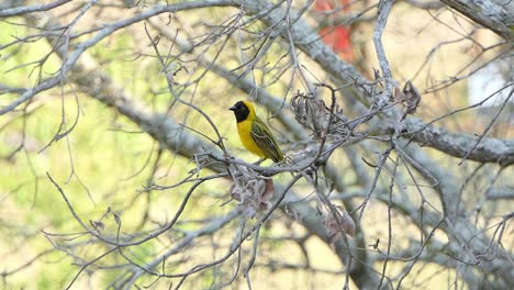 Macho-Menor-Tejedor-Enmascarado-Un-Pequeño-Pájaro-Amarillo-Sentado-En-Un-árbol