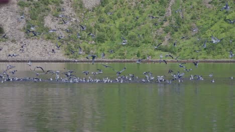 Bandada-De-Pájaros-Volando-Y-Flotando-En-Alta-Mar-En-Noruega---Tiro-Medio