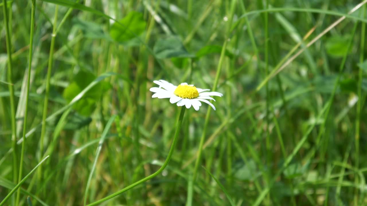 Ein kleines Gänseblümchen steht alleine auf der Wiese