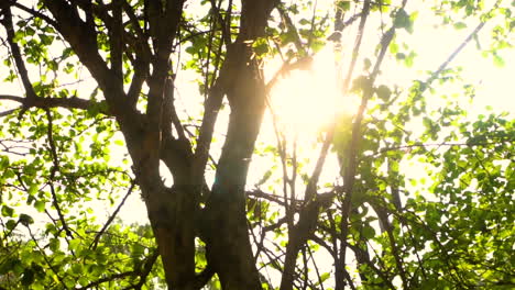 stabilized panning shot of tropical forest, trees