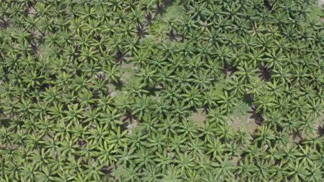 excelente toma aérea de una plantación de aceite de palma en florida