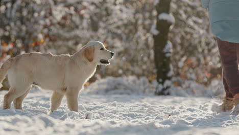 Mujer-De-Mediana-Edad-Divirtiéndose-En-Winter-Park---Arrojando-Nieve-A-Su-Perro-Golden-Retriever