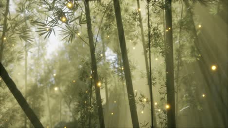 asian bamboo forest with morning fog weather