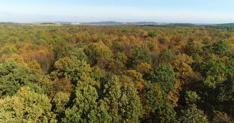 flying over forest trees nature aerial views 6