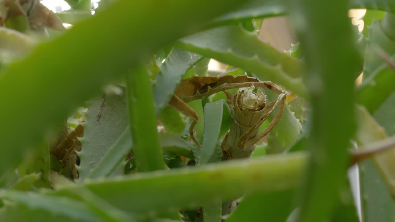 planta de aloe vera que gira, que se da vueltas