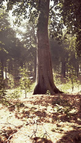 forest with tall trees in sunlight