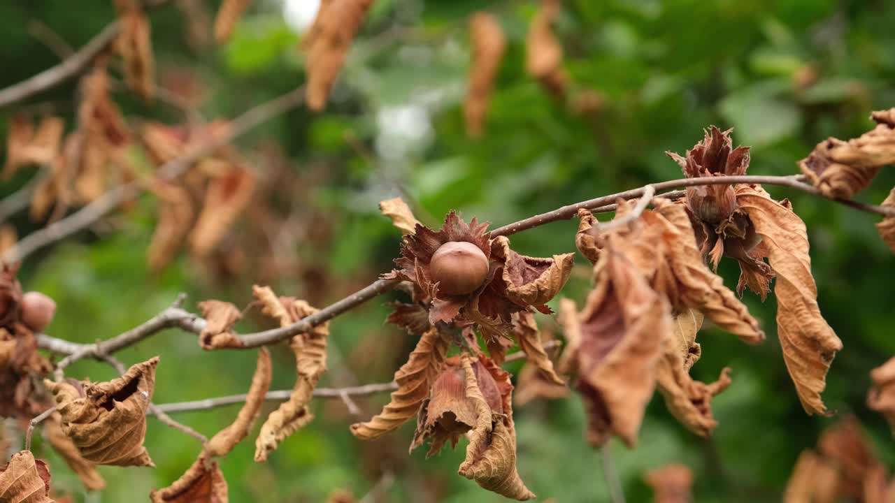 Close-up of hazelnut fruit and leaves on the organic tree