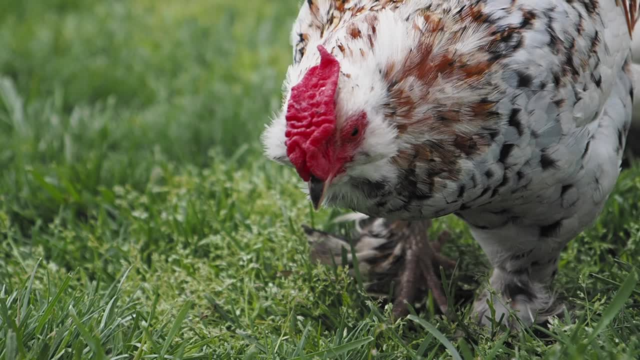Chicken in a grassy field