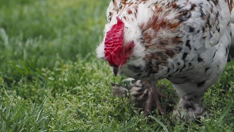 chicken in a grassy field