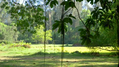 Grüne-Meerkatze-Fällt-Im-Grünen-Wald-In-Kenia-Vom-Baum