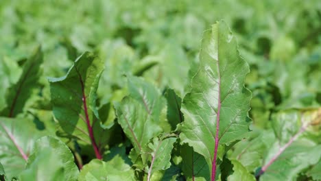 red beetroots, organic beets with leaves on soil background