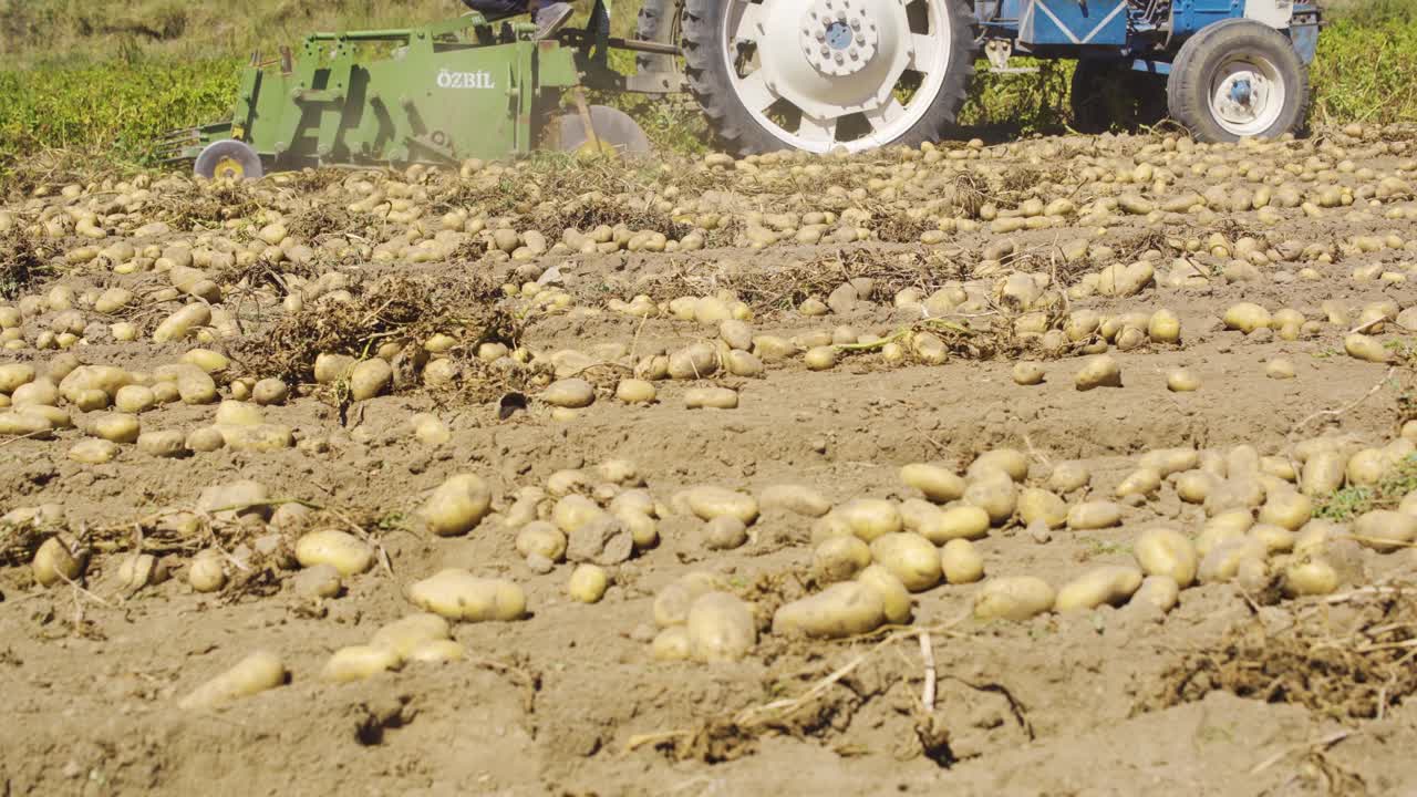 la cosechadora de patatas en el campo de patatas.