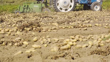 potato harvester in potato field.