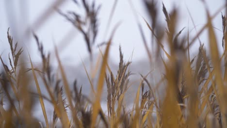 wind rustles through grass field near beach coast - shallow focus close up shot