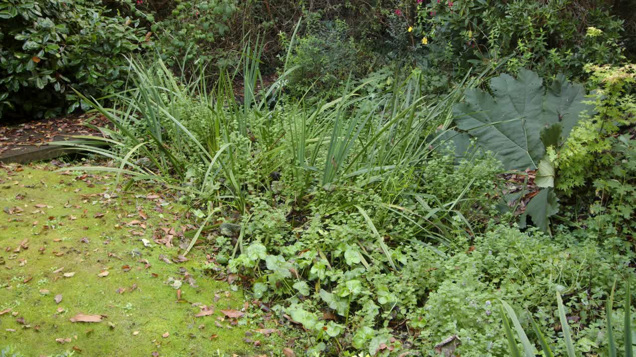 disparo medio de un jardín de bosque natural en el reino unido