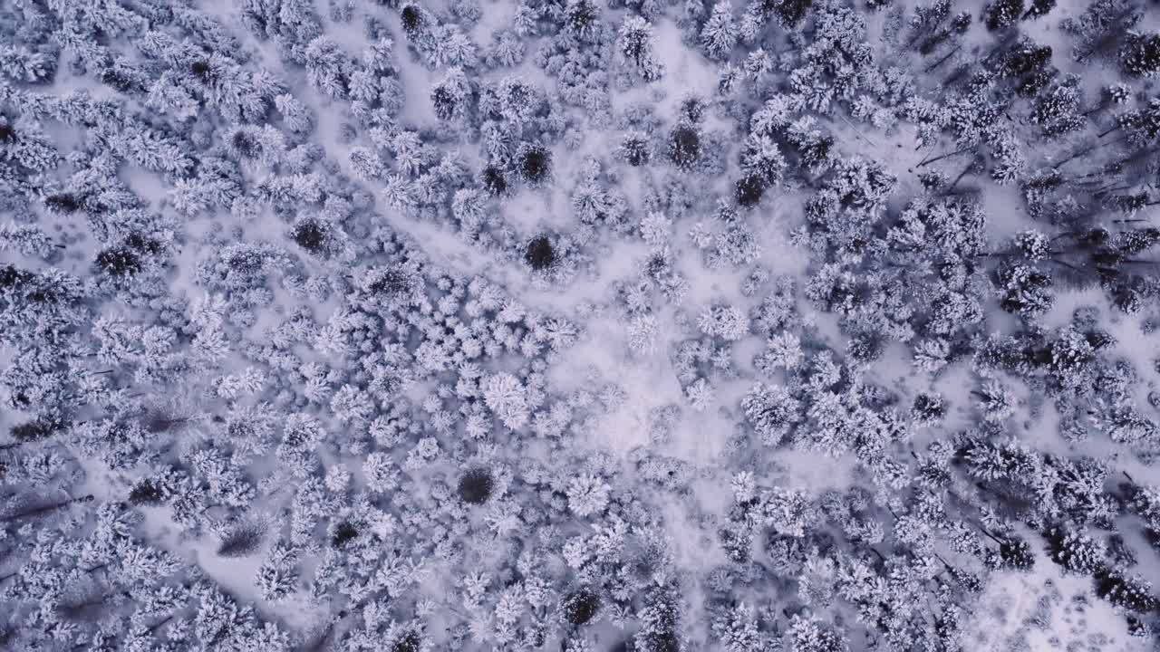 vista dall'alto del drone aereo che si muove lentamente in avanti, all'alba la mattina presto prima dell'alba, mostrando la foresta ricoperta di neve