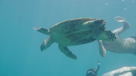 jóvenes amigos buceando bajo el agua junto a la tortuga verde en aguas de indonesia, de cerca
