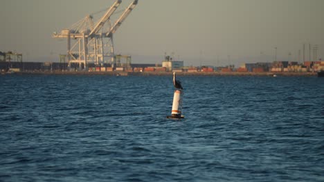 a brown pelican perched on a buoy hunting for fish to eat with the shipping terminal in the background