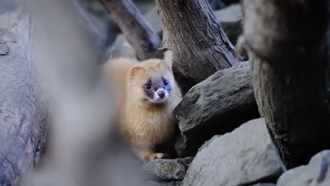 Cute-ferret-in-the-wild-looking-around-for-predators-around-its-home