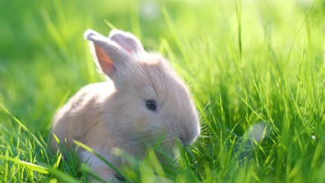an orange rabbit is sitting on a green lawn. bunny eats grass close-up
