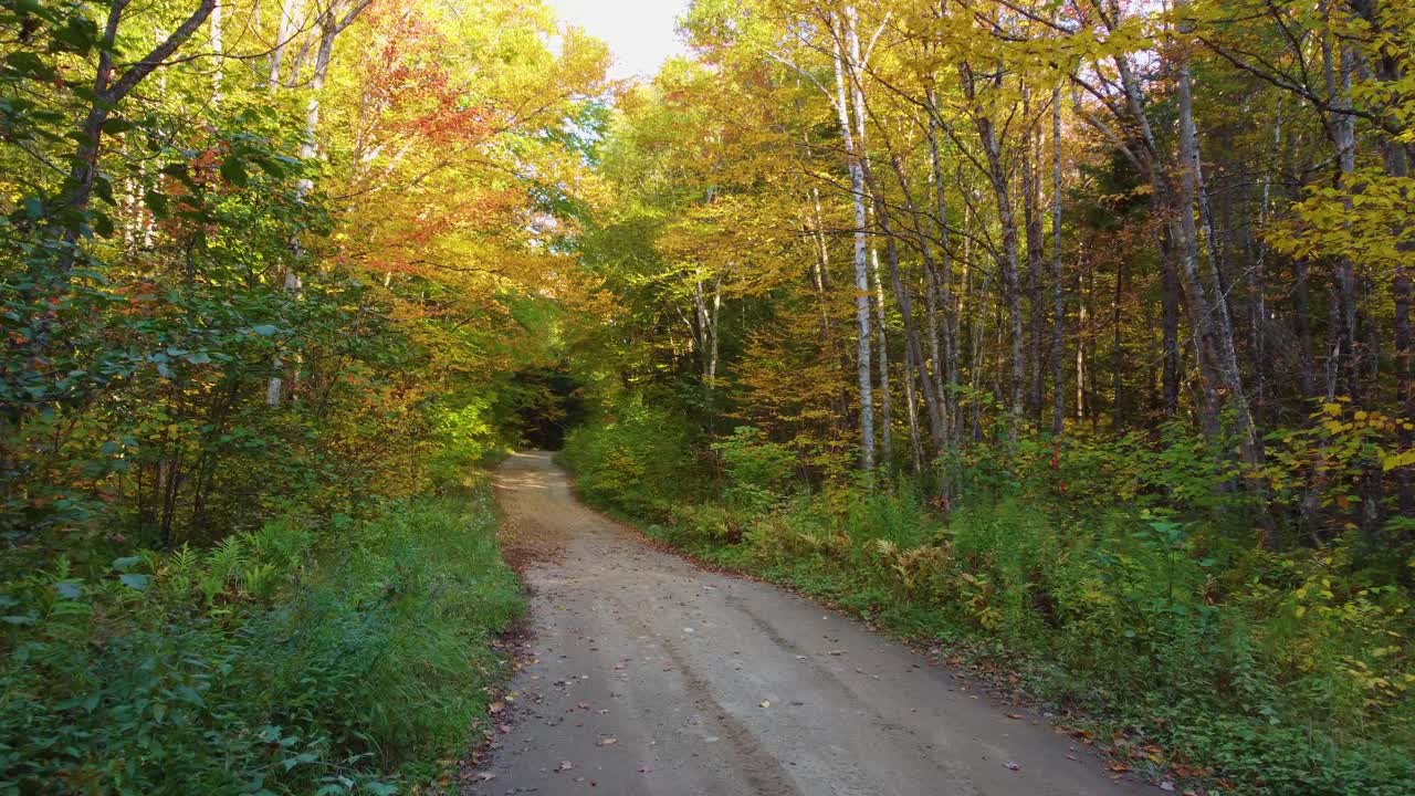 공중 드론은 가을에 경로와 숲 터널을 통해 날아, 첫 번째 사람 pov