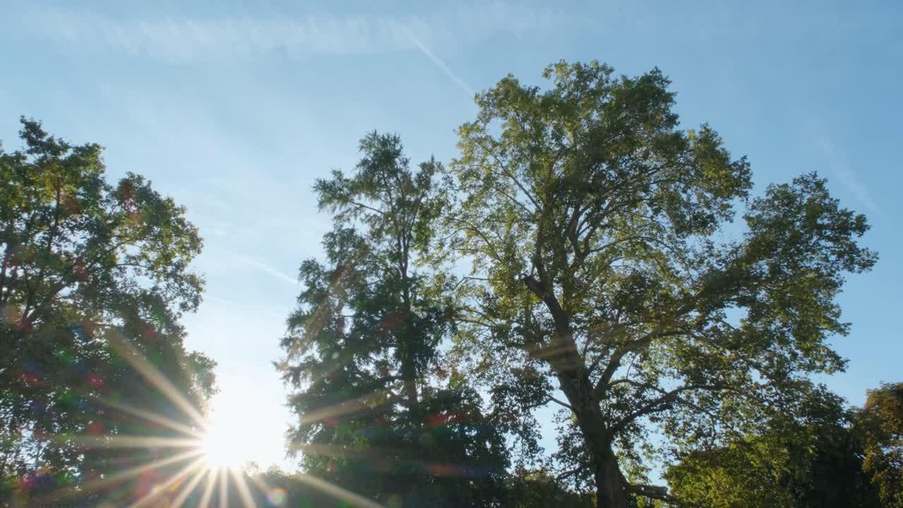 Trees, blue sky and sun in Paris with bus passing by