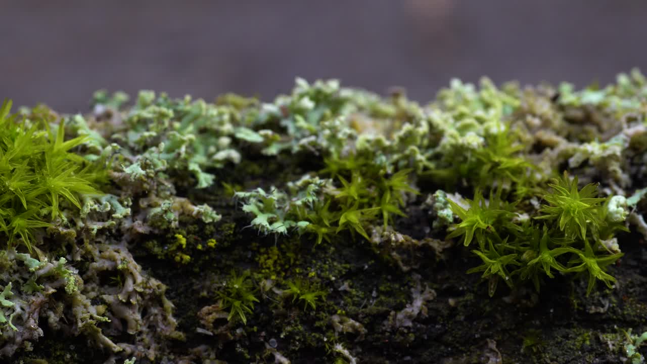 deslizarse paralelo a la madera muerta estando lleno de vida