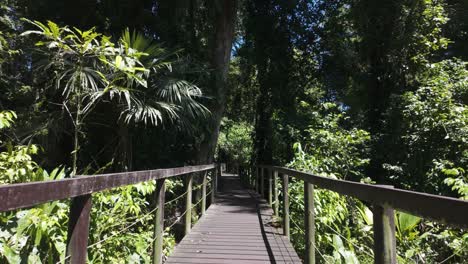 wooden boardwalk through dense tropical forest in cahuita national park, costa rica