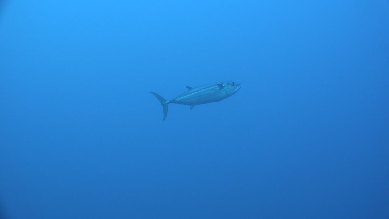 atún diente de perro pasando en el océano azul profundo