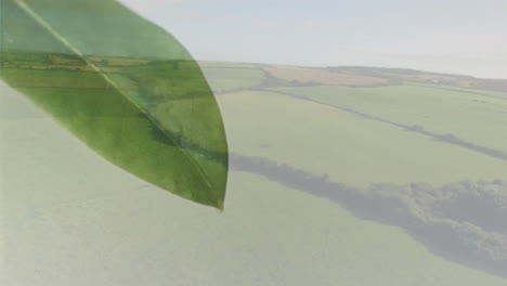 leaf animation overlaying expansive green countryside landscape in school setting