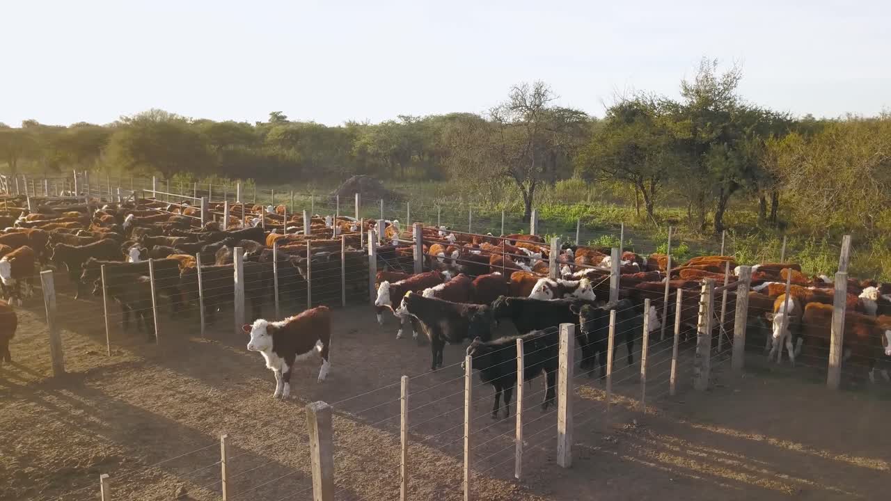 Mandria di bovini in un recinto illuminato dal sole in una fattoria, alcuni in movimento, altri a riposo, di giorno.